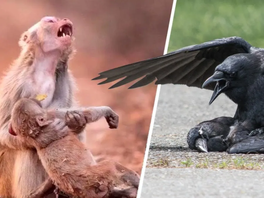 动物世界感人葬礼，深情告别逝者同伴