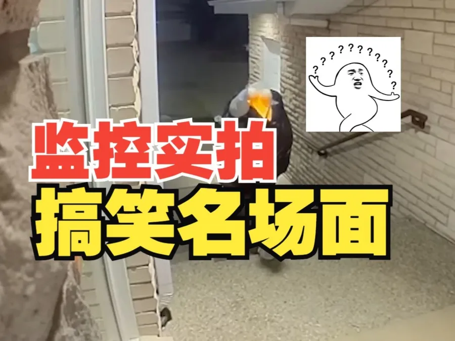 笑不活了！这些监控拍下的奇葩名场面，第一个就绷不住了！